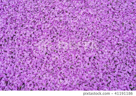 Beautifully spread Shibazakura of Hokkaido Beautifully spread Shibazakura of Hokkaido 41191186