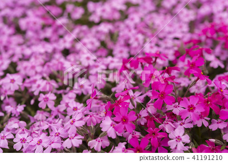 Beautifully spread Shibazakura of Hokkaido Beautifully spread Shibazakura of Hokkaido 41191210