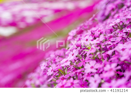 北海道的Shibazakura精美傳播 北海道的Shibazakura精美傳播 41191214