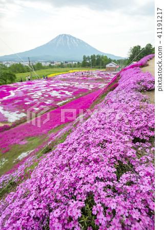 Beautifully spread Shibazakura of Hokkaido 41191217