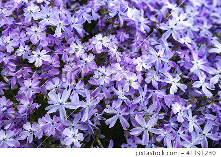 Beautifully spread Shibazakura of Hokkaido 41191230