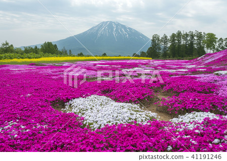 北海道的Shibazakura精美傳播 41191246