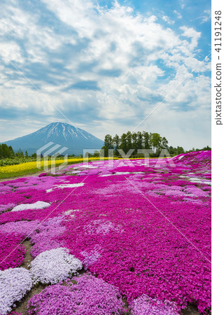 Beautifully spread Shibazakura of Hokkaido 41191248