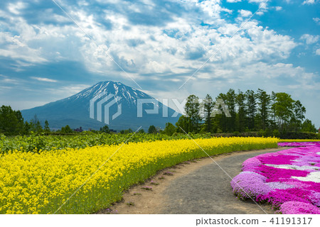 A magnificent view of Shiba Sakura and Nanohana Farm in Niseko Hokkaido 41191317