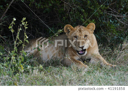 獅子 41191858