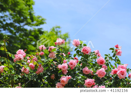 Pink roses of the arch 41192156