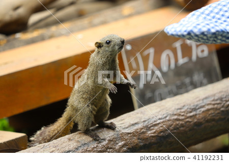[Tokyo] Machida Squirrel Garden / Taiwan Squirrel 41192231