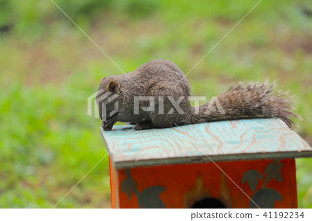 [Tokyo] Machida Squirrel Garden / Taiwan Squirrel 41192234