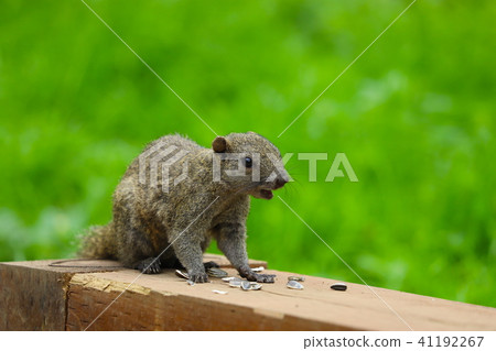 [Tokyo] Machida Squirrel Garden / Taiwan Squirrel 41192267