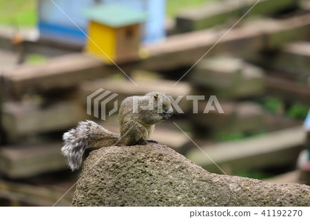 [東京]町田松鼠園/台灣松鼠 41192270