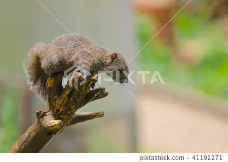 [東京]町田松鼠園/台灣松鼠 41192271