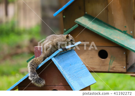 [東京]町田松鼠園/台灣松鼠 41192272