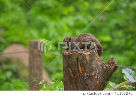 [東京]町田松鼠園/台灣松鼠 41192273