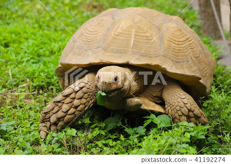 [東京]町田松鼠園，松鼠 41192274