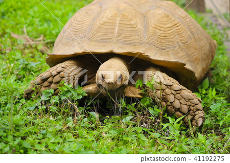 [東京]町田松鼠園，松鼠 41192275