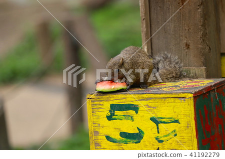 [Tokyo] Machida Squirrel Garden / Taiwanese squirrel eating watermelon 41192279