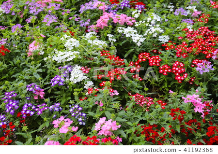 種植pentas 種植pentas 41192368