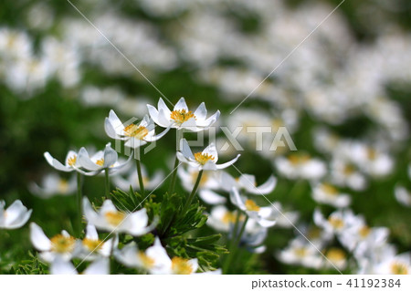 Izumi-dake的Ideyo·Hakusan Ichige Izumi-dake的Ideyo·Hakusan Ichige 41192384