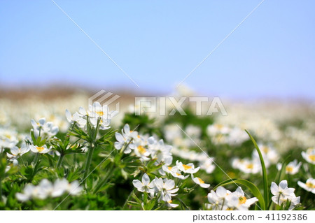 Izumi-dake的Ideyo·Hakusan Ichige Izumi-dake的Ideyo·Hakusan Ichige 41192386