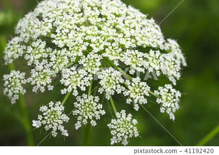 Carrot flowers Carrot flowers 41192420