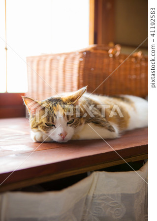 Mikuri cat who finally slept Mikuri cat who finally slept 41192583