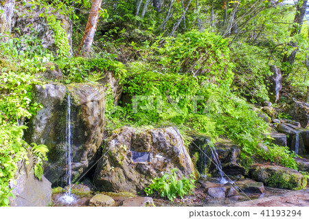 志摩的新鮮綠色 41193294