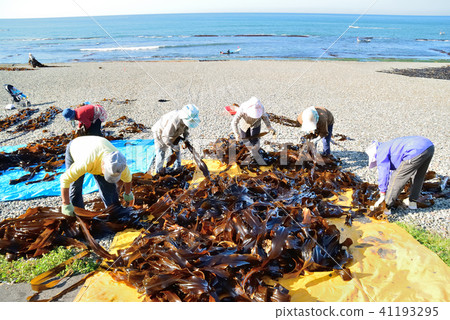 Kelp fishing morning 41193295