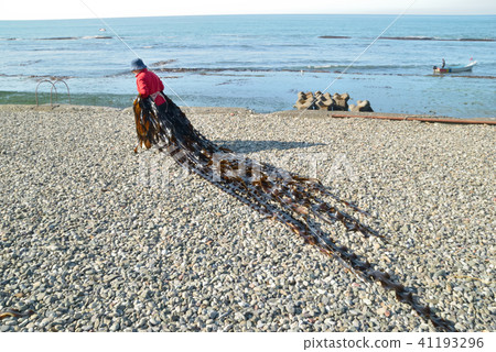海帶釣魚早晨 海帶釣魚早晨 41193296