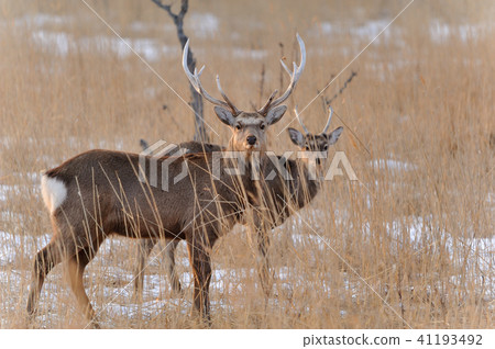 Ezo deer in winter 41193492