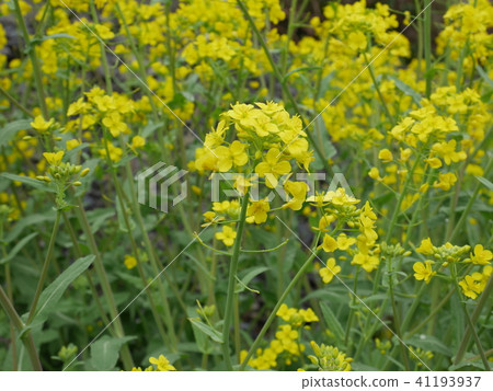 強姦開花 41193937