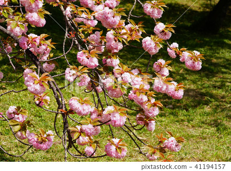 雙櫻花 雙櫻花 41194157