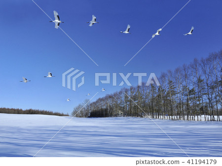 Tanpurusuru Blue Sky Flight 41194179