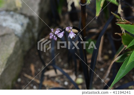 Flower of Koku ryuu (black dragon) 41194241