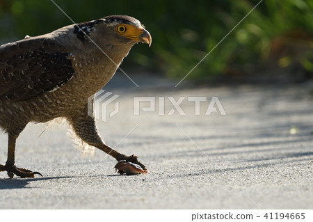 皇冠捕捉青蛙 皇冠捕捉青蛙 41194665