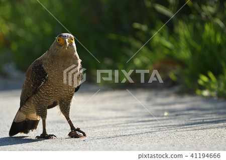 Crown catching frogs Crown catching frogs 41194666