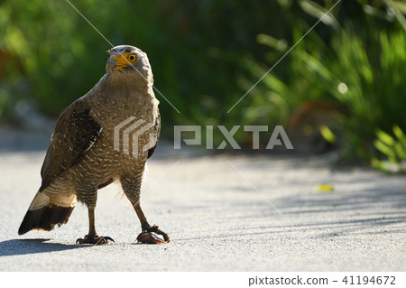 皇冠捕捉青蛙 皇冠捕捉青蛙 41194672