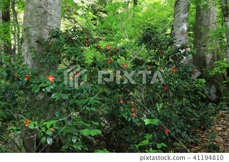 Yukitsubaki blooming in beech forest Asakusadake Tadamisawa course 41194810
