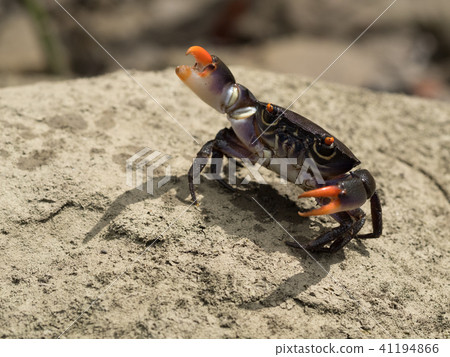 Threatening black bear crab 41194866