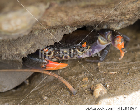 Blackfin tuna hidden under the rock 41194867