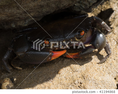 Blackfin tuna hidden under the rock 41194868