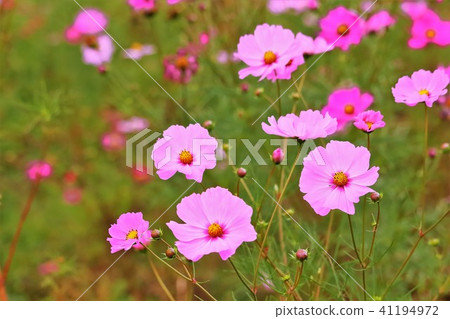 Pink cosmos Pink cosmos 41194972