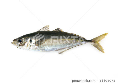 Horse mackerel Horse mackerel 41194973