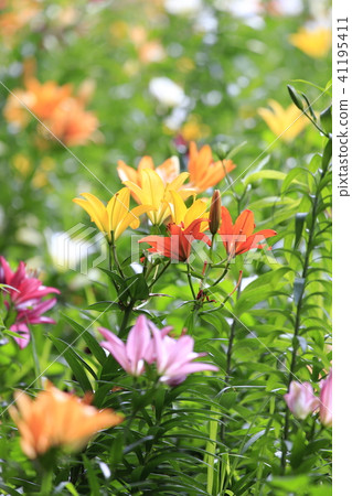 Mezurayurain花園五顏六色的百合花 41195411