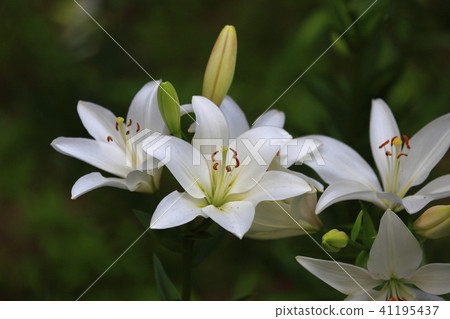 杜鵑花尤里公園白百合花 41195437