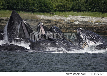 Humpback whale 41195475