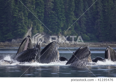 Humpback whale 41195476