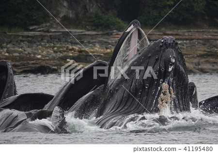 Humpback whale 41195480