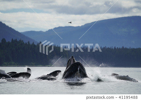 座頭鯨 座頭鯨 41195488