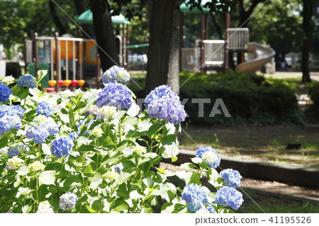 繡球花公園 繡球花公園 41195526