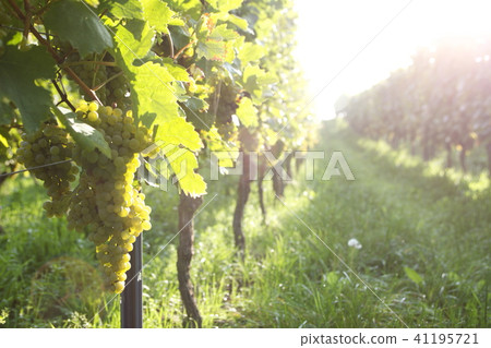  Vineyard 41195721